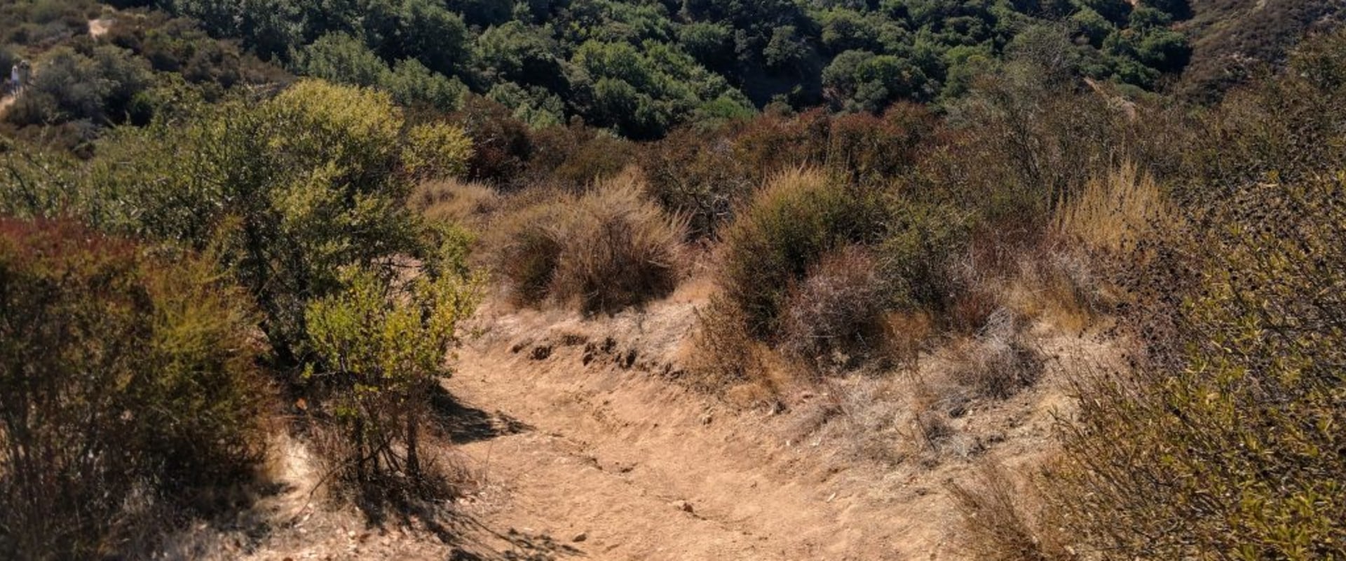 Exploring the Best Hiking Trails in Danville, California